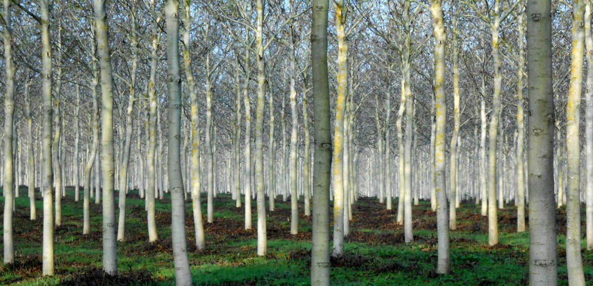Árboles y ramas para decoración Woodna: Maderas Naturales