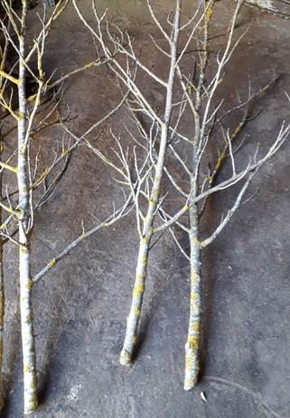 Árboles y ramas para decoración Woodna: Maderas Naturales