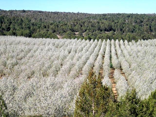 Floración del Cerezo - Woodna: Maderas Naturales