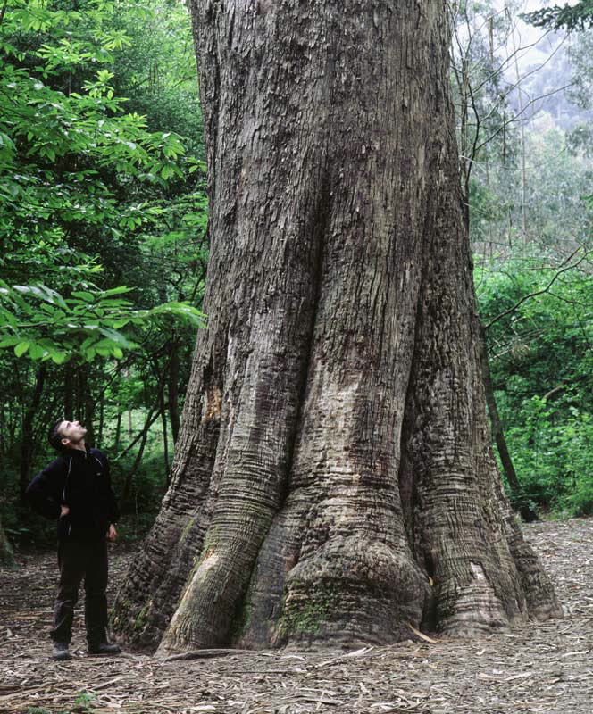 Los árboles más altos del mundo - Woodna: Maderas Naturales