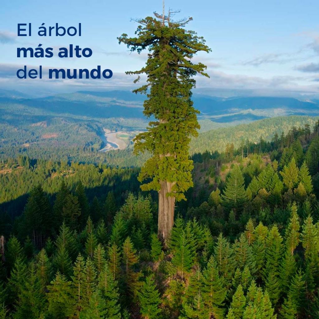Los árboles más altos del mundo - Woodna: Maderas Naturales