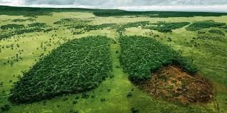 Por qué los bosques no son el pulmón verde del planeta - Woodna: Maderas Naturales