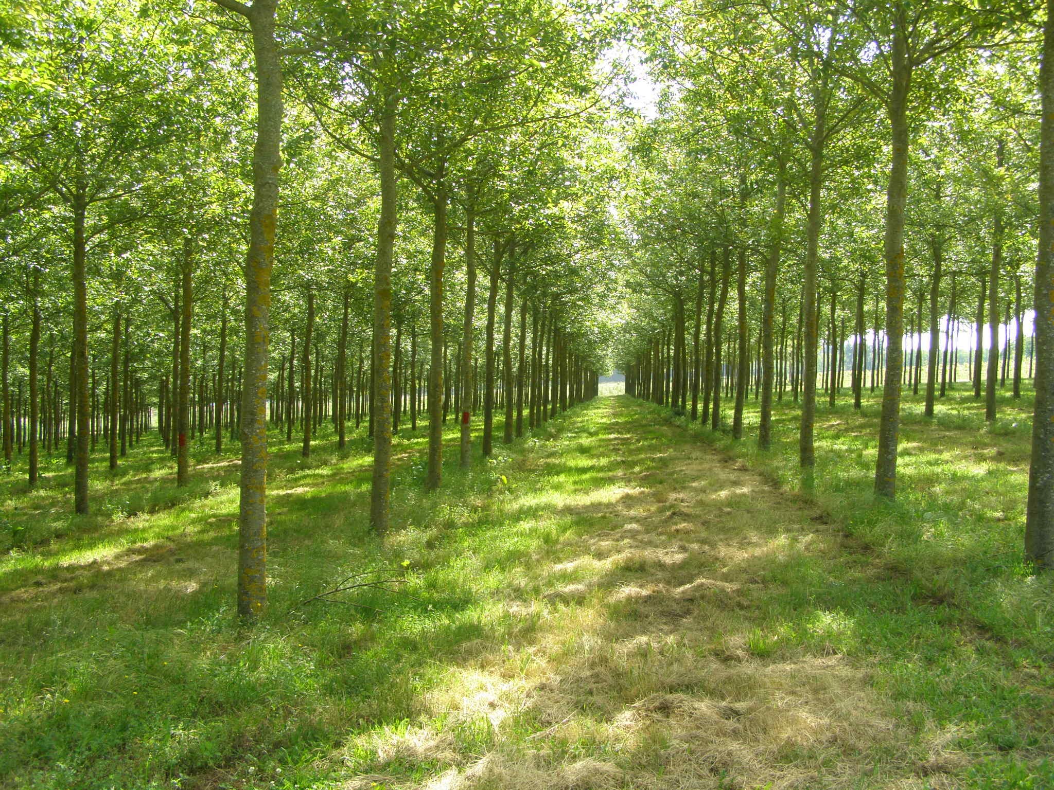 Usar madera de plantaciones beneficia al medio ambiente. - Woodna: Maderas Naturales